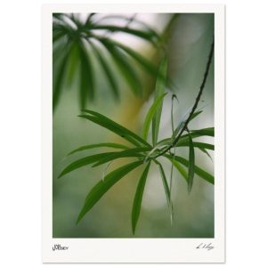 Whispering Leaves - Cuba