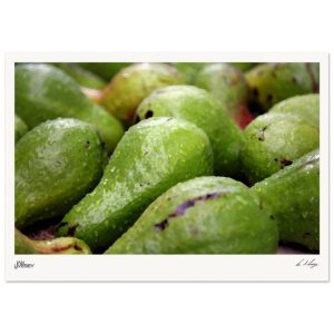 Avocados of Cuba - Stylised Edition