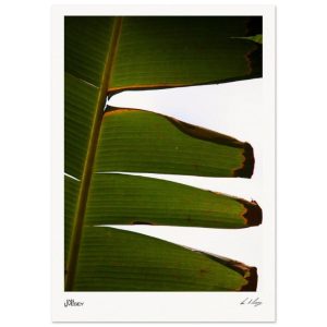 Edge of the Tropics - Banana Leaf Detail