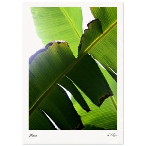 Light Through Leaves - Banana Canopy