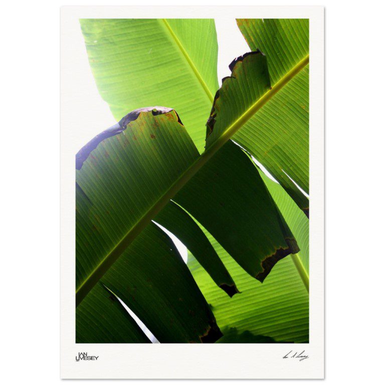 Light Through Leaves - Banana Canopy