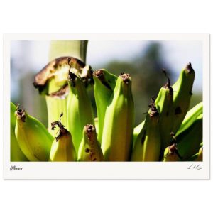 Banana Plants in the hills of Cuba