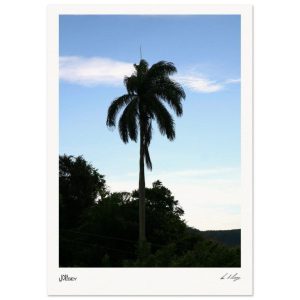 Royal Palm - Cuban Sentinel