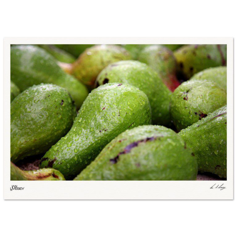 Avocados of Cuba