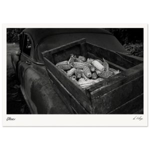 Harvest Ride - Cuban Corn & Classic Car