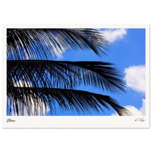 Palm Lines - Cuban Sky