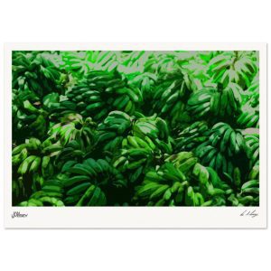 Bananas of Cuba Stylised Edition